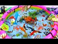 Cute Animal Videos, Duck, Black Shark, Frog, Turtle, Goldfish, Octopus, Crab, Snake, Whale,Clownfish