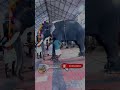 അവസാനത്തെ ആ കൊമ്പന്റെ വരവ്കണ്ടോ.... 🐘 kerala elephant mamalakandam munnardays elephants viral