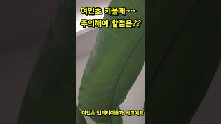 여인초키울때 주의해야할점!#과습주의