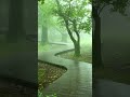 聽雨是一種釋放也是一種解壓。 下雨天 聽雨 雷聲 冥想 rain rainsounds rainday 解壓