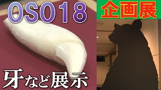 これがOSO18の牙！ 牛66頭を襲った”忍者グマ”の特別企画展はじまる 北海道・標茶町