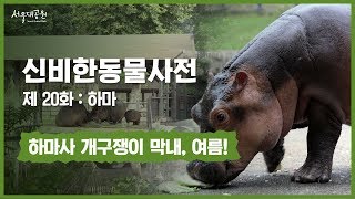 신비한동물사전 20화 : 하마사 개구쟁이 막내, 여름! (Hippopotamus’s field the scamp youngest,Yeo Reum)