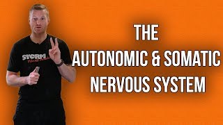 The Autonomic and Somatic Nervous System | Storm Fitness Academy