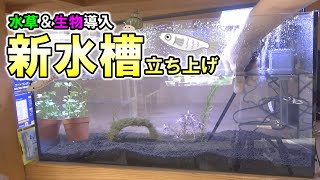 新水槽立ち上げ！水草や生物を導入してみた