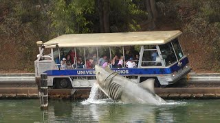 12 Best Shark Attacks Ever Caught On Camera