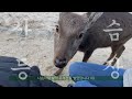 hiroshima 히로시마 広島 miyajima 미야지마 이츠쿠시마신사 토리이 평화기념공원 오코노미야끼 삥뽕빵뽕 하루여행 히로시마 꽉꽉 담기