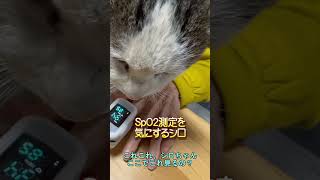 【愛猫シロの看護】ばぁばのSpO2を見守るシロが「ボクの酸素あげるね！」と寄り添う瞬間【オリジナル曲】#shorts#cat#猫#シロちゃん