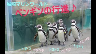 ペンギンの行進（城崎マリンワールド）