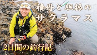 【ショアサクラマス】日本海と太平洋で釣ってきました