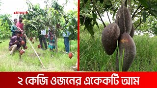 এক বাগানে ৭০ প্রজাতির আম! | DBC NEWS Special