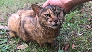 撫でたら沢山鳴いて喋る感情豊かな可愛い公園の片目のサビ野良猫