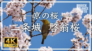 【京都 桜の名所】 二条城の啓翁桜 〜 城内の先陣を切って早咲きの「啓翁桜（けいおうざくら）」が満開。他に先駆けて咲き誇る啓翁桜をご覧ください。[No.100] #京都の桜