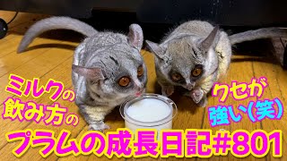 【ミルクの飲み方が違いすぎるプラム＆ぱんじろう】Bushbaby Plum's Growth Diary ショウガラゴ プラムの成長日記