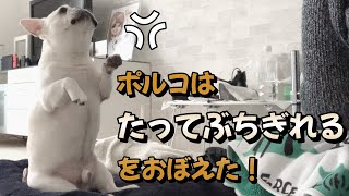 立ってブチギレアピールする犬が怖さゼロで可愛すぎる！【フレンチブルドッグ frenchbulldog】