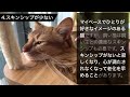 猫の老化を早めてしまう飼い主のng行動