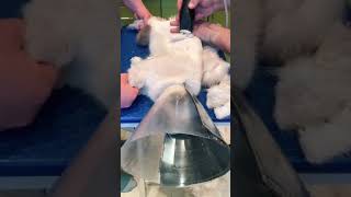 #animales #popular #comedy #broma #funnyvideo #tendencia #comico #csts #gatos GATO EN EL SPA