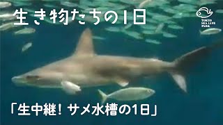 生中継！「大洋の航海者 サメ」水槽の1日