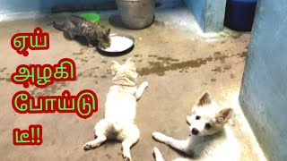 ஏய்  அழகி  போய்டு  டீ!! Indian Spitz (Pomeranian dog) and a cat conversation 😁