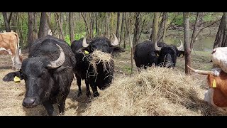 Hungarian gray cattle, domestic buffalo and cows