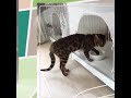 cattery夢猫庵の男の子部屋