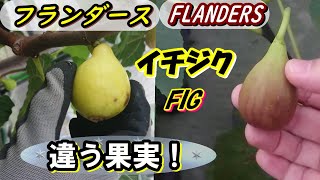 【イチジク】フランダースとFlandersの2本！黄色と茶色の果実！ネコブセンチュウに敗れる...【23年秋】鉢栽培