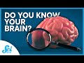 What’s In Your Brain? | Compilation