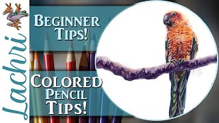 Beginner Colored Pencil Tips  - Sun Conure