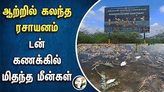 ஆற்றில் கலந்த ரசாயனம்.. டன் கணக்கில் மிதந்த மீன்கள் | Uthukuli | Tiruppur