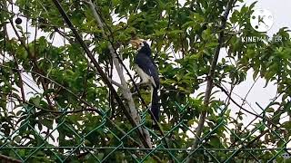 Burung Sarawak sedang menikmati buah nyonya jiran saya dan saya berusaha mendekati nya 😅 2/8/22