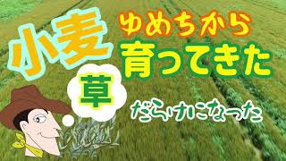 小麦？草？畑の生育調査おさらい！ニューホランドドローン 解析サービス