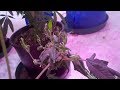 1 Plant 1 Light 3 Pounds Week 3 of Flower: NPK Industries RAW soluble Nutrients