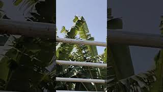 Monkey Bar Installation in Home Lawn | Easy Tutorial