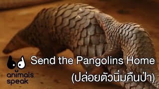 Send the Pangolins Home - English Subtitle (ปล่อยตัวนิ่มคืนป่า) - Animals Speak [by Mahidol]