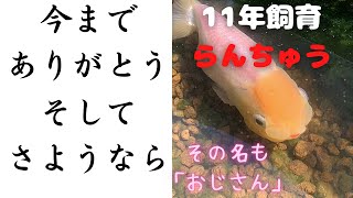 死んでしまった・・・11年飼育、最愛の金魚（らんちゅう）その名もおじさん【金魚飼育】【メダカの奴】