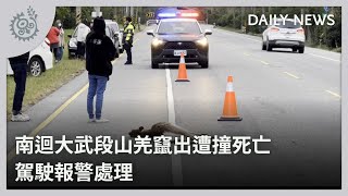 南迴大武段山羌竄出遭撞死亡 駕駛報警處理｜每日熱點新聞｜原住民族電視台