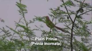 Plain Prinia (Prinia inornata)