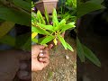 തൊട്ടാൽ പൊട്ടും ഇംഗ്ലീഷ് മുട്ടായി 💚💚💚💚💚👌👌👌👌 short wayanadantouchgarden