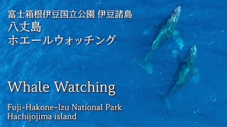 富士箱根伊豆国立公園 伊豆諸島 八丈島ホエールウォッチング