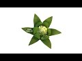 Make Simple Jalapeno Chilli Flower | Beginners Lesson 140 | By Mutita Art Of Fruit & Vegetable Carvi