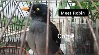 funny talking bird - Salik pakhi/ Jungle Myna talking and making weird sounds. কথা বলা শালিক