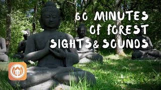 60 Minutes of Forest Sights and Sounds from Plum Village | Immersive video
