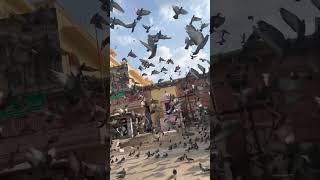 鳩の襲撃in Jaipur