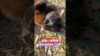 鏟屎官你做了啥事，惹小黑喵不開心了？ ！ #我的治愈系猫咪 #鏟屎官 #cute #funny #貓貓跪鍵盤！