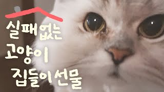 고양이 있는 집 놀러가시려구요?