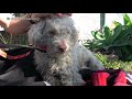 I didn't realize the poodle was blind until the rescue was over!!!