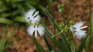 サギソウ銀河・暁・青葉・飛翔咲く💘昭和記念公園2022 White egret flowers 'Ginga''Akatsuki''Aoba''Hisyo' bloom at Showa KP