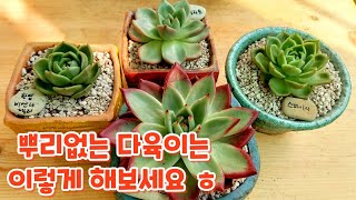 뿌리없는 다육이 뿌리내리는 좋은 방법~ 스파이시, 젤라토, 비엔나젤리, 소울메이드 구경해보세요 ㅎ