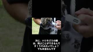 ハリネズミの雑学 #雑学 #動物 #1分雑学