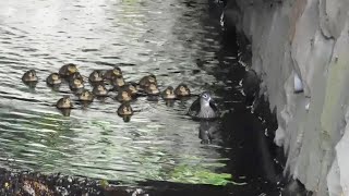 2019_06 #オシドリ お母さんとたぶん雛18羽 #札幌市円山公園 #MandarinDuck mother \u0026 18 ducklings(Sapporo Maruyama Park)