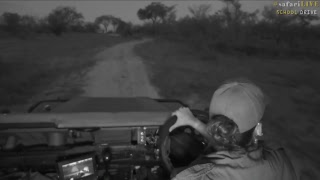 safariLIVE - Sunset Safari - Nov. 9, 2017